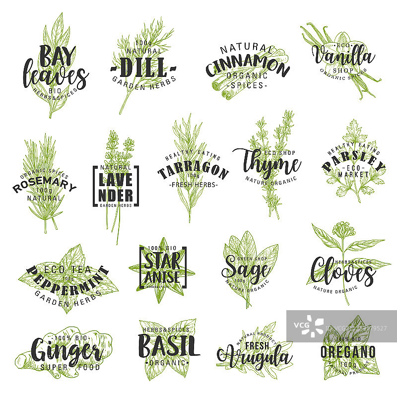 香草香料调味料和佐料文字设计图片素材