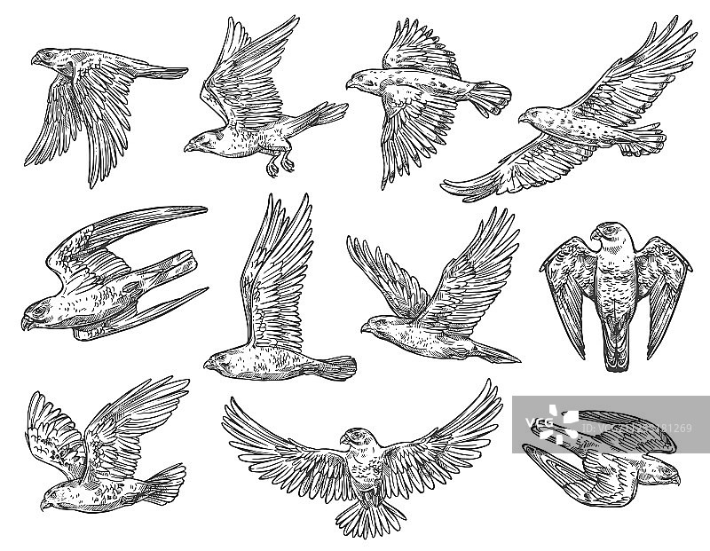 老鹰、猎鹰和苍鹰猛禽素描图片素材