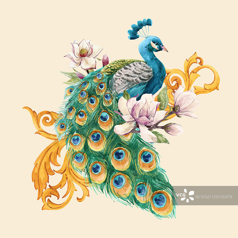 水彩孔雀图片素材