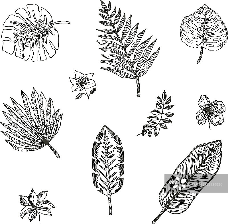 黑色轮廓热带树叶合集图片素材
