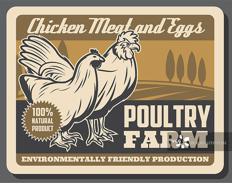 母鸡和公鸡家禽养殖场鸡肉鸡蛋图片素材