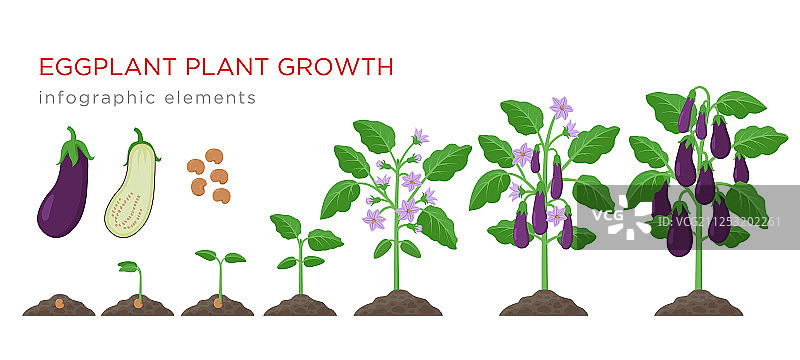 茄子从种子到成熟的生长过程图片素材