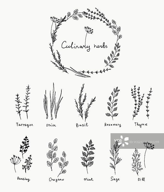 手绘烹饪香草罗勒和薄荷图片素材