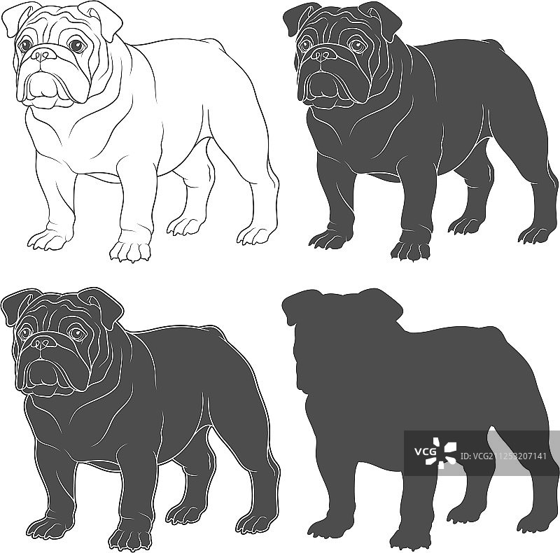 英式斗牛犬套装图片素材