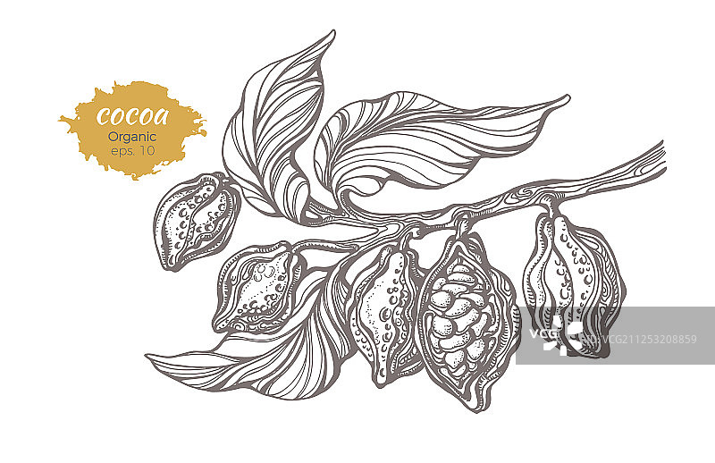 可可树枝素描2图片素材