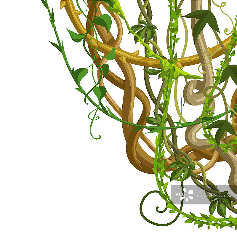 缠绕的野生藤本植物枝条背景图片素材