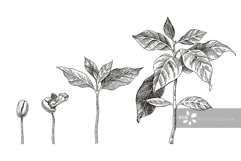 手绘咖啡幼苗生长四阶段图片素材