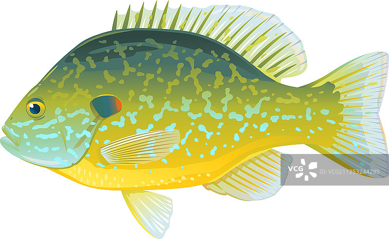 南瓜籽太阳鱼图片素材