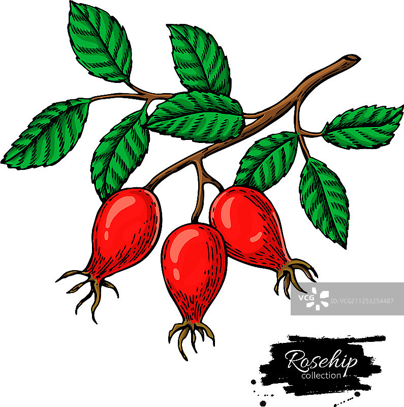 孤立的玫瑰果绘画浆果枝图片素材