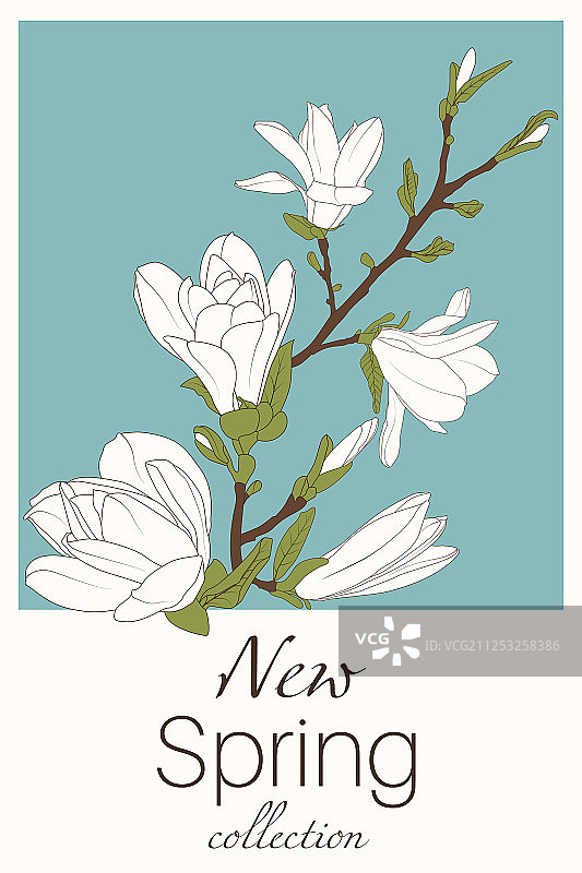 蓝色背景中的木兰花图片素材