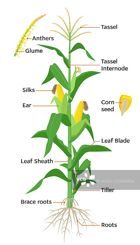 玉米植物图表信息图元素图片素材