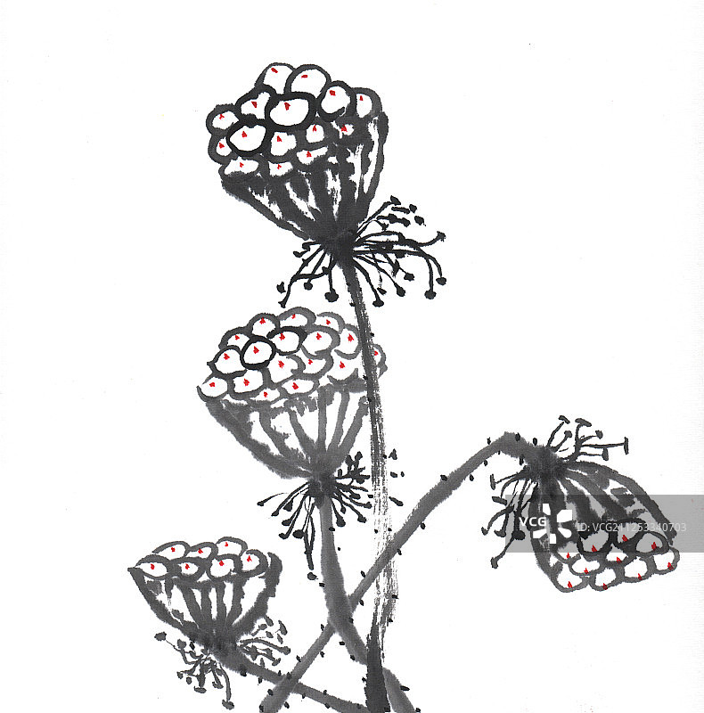 中国画水墨画-写意莲蓬图片素材