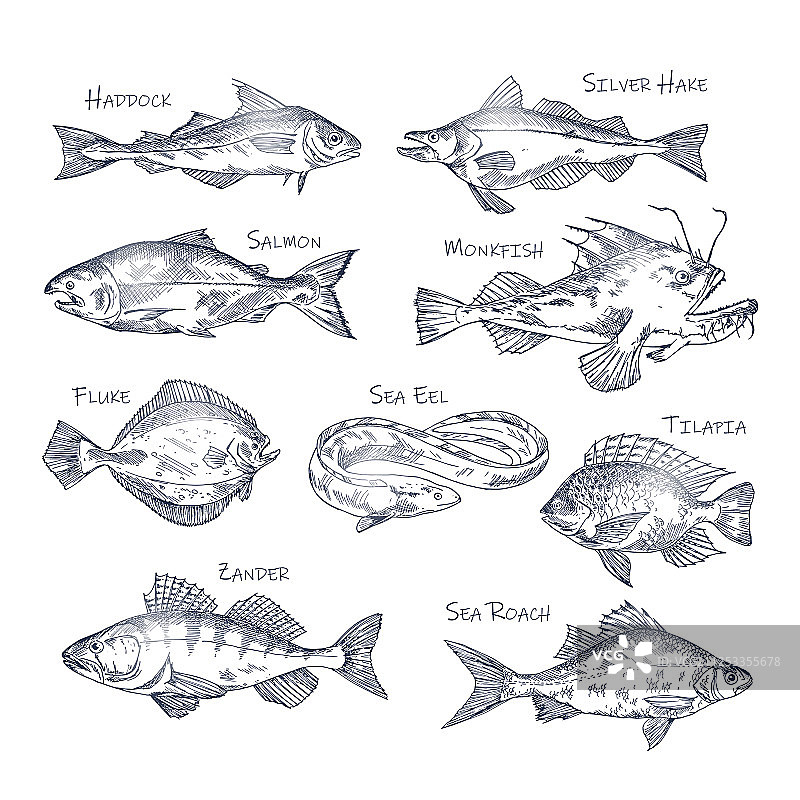 河流和海洋鱼类素描素材图片素材