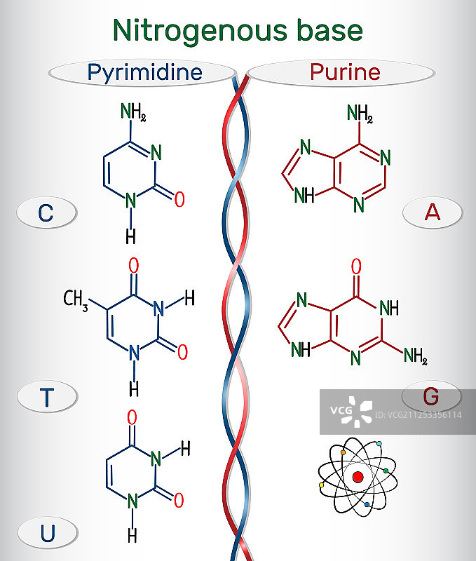 嘌呤和嘧啶含氮碱基图片素材