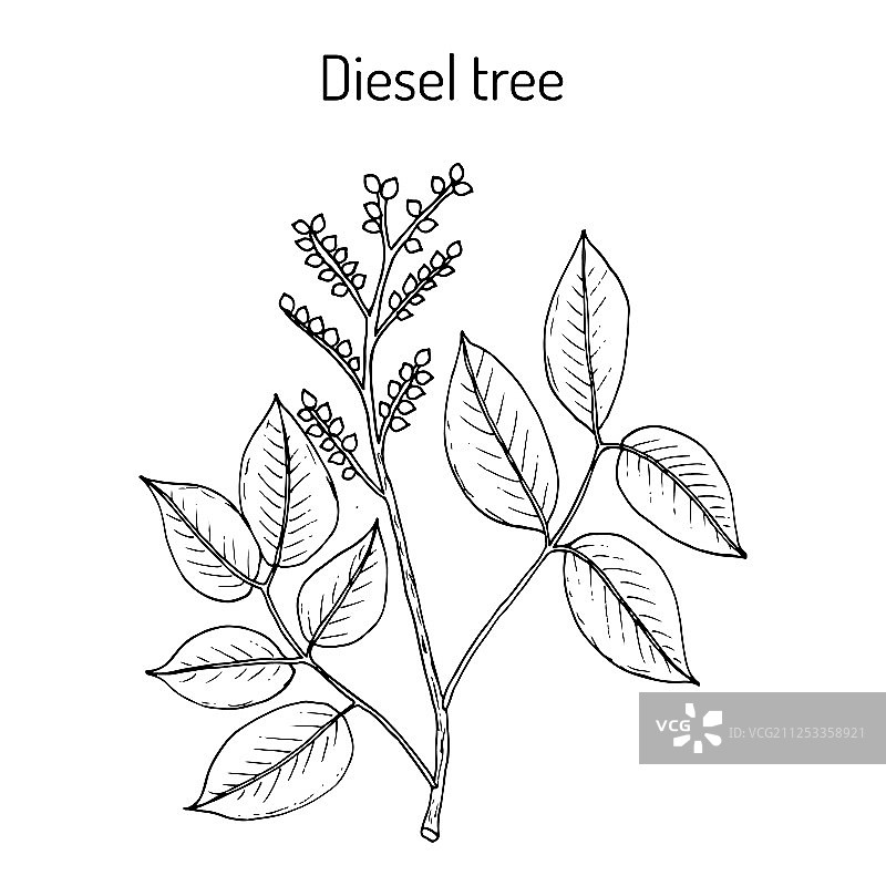 可作药用的柴油树图片素材
