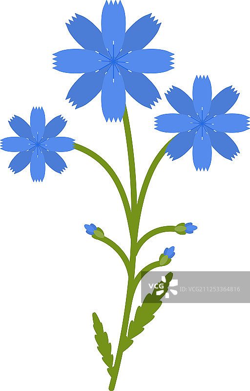 菊苣花扁平图标，野生植物图片素材