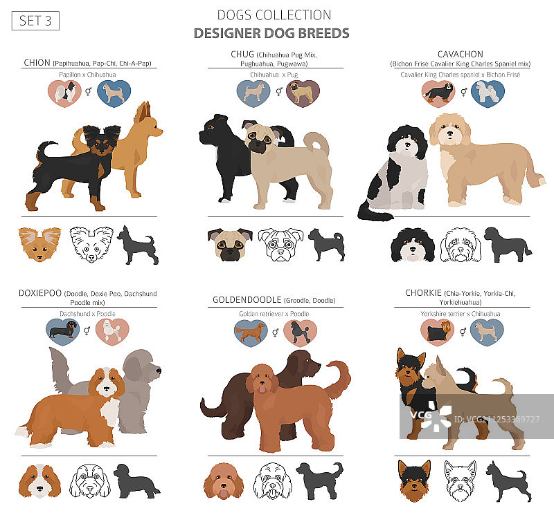 混血杂交品种犬设计师系列图片素材