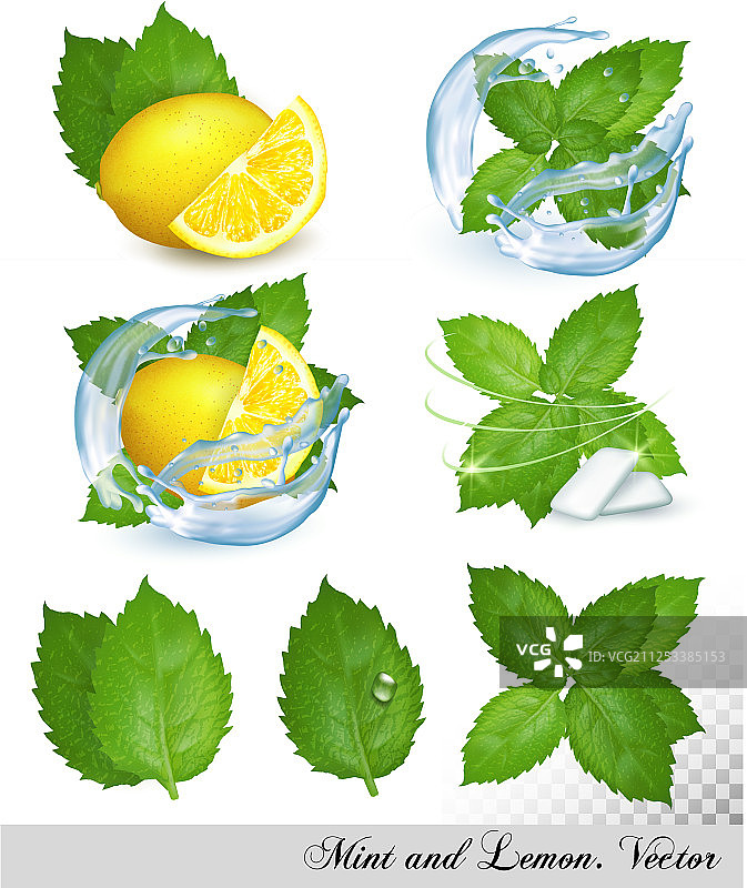 新鲜薄荷和香蜂花叶素材合集图片素材