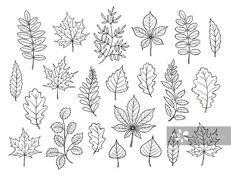 秋叶合集图片素材