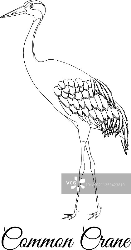 普通鹤轮廓鸟类着色图片素材