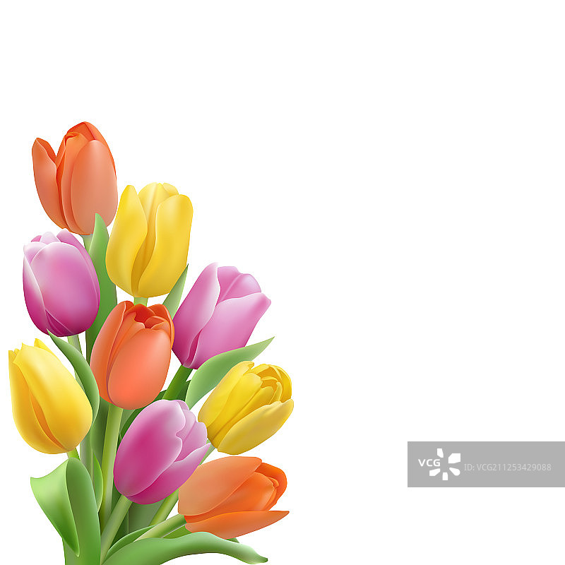 彩色郁金香卡片模板图片素材
