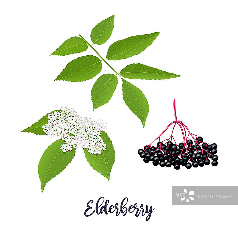 接骨木与树枝浆果叶子花朵图片素材