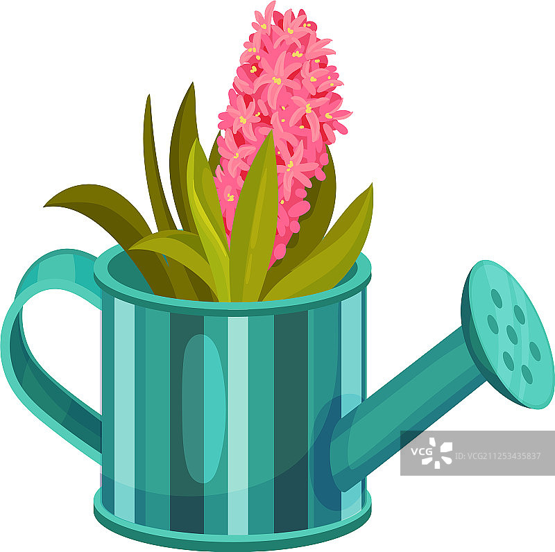 洒水壶中的粉色风信子图片素材