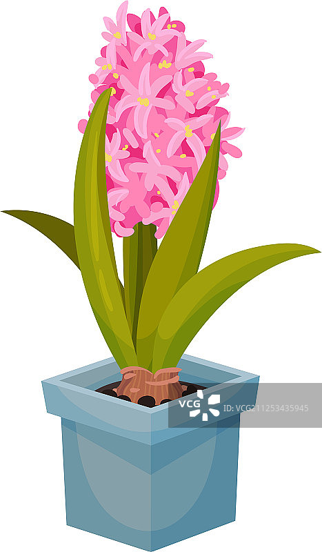 蓝色花盆中生长的粉色风信子图片素材