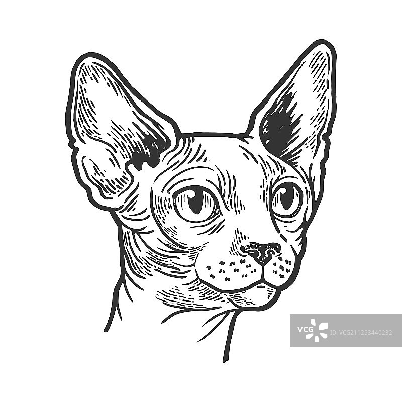 斯芬克斯猫动物头像素描雕刻图片素材