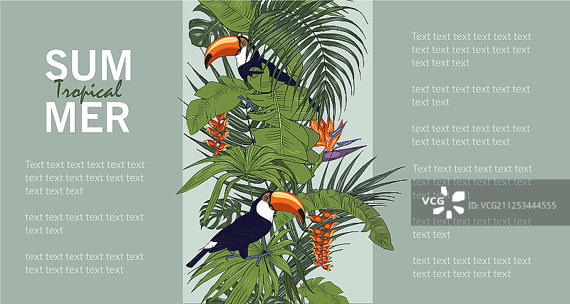 巨嘴鸟和热带植物图片素材