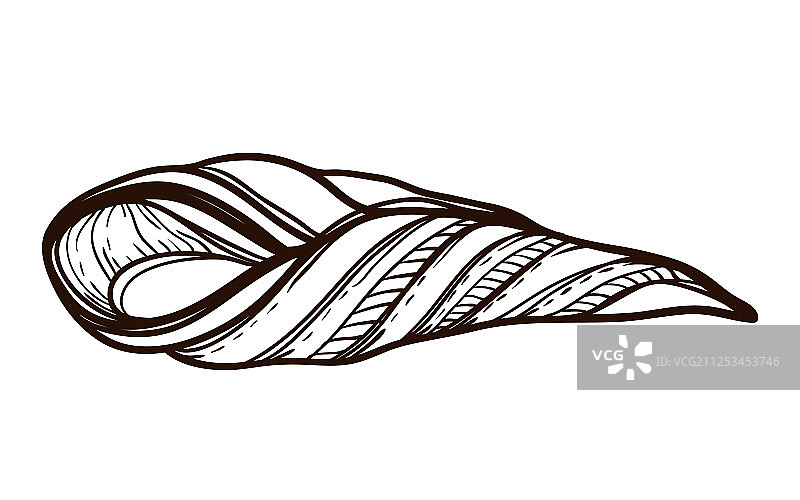 成人填色书海螺图案图片素材