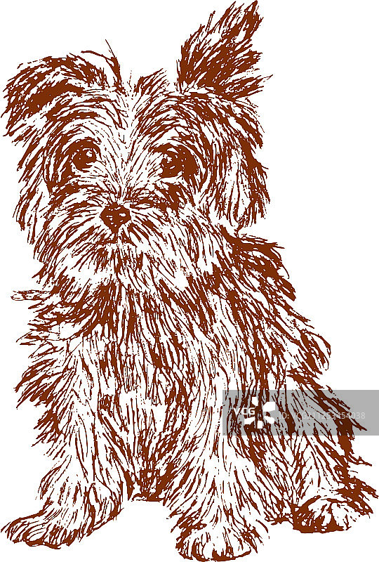 蓬松的狗图片素材