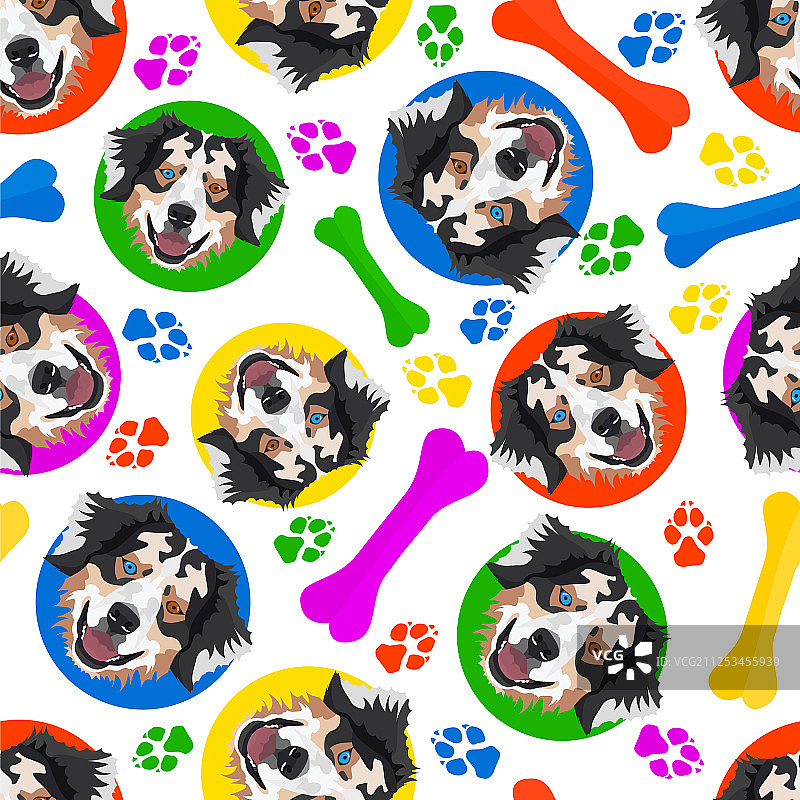 色彩鲜艳的嬉戏澳洲牧羊犬图片素材