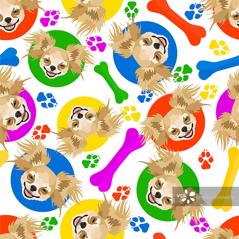 色彩鲜艳的可爱吉娃娃图片素材