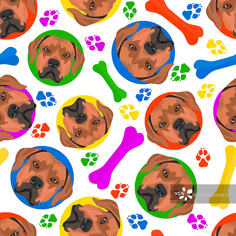 活泼的彩色罗德西亚脊背犬图片素材