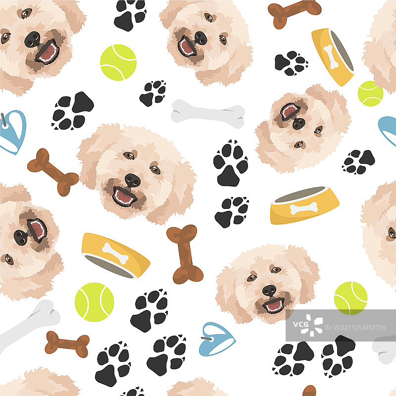 微笑的贵宾犬图片素材
