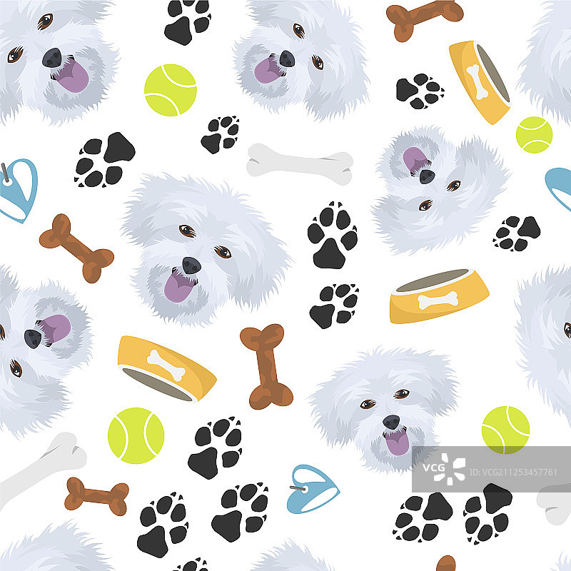 微笑的马尔济斯犬图片素材