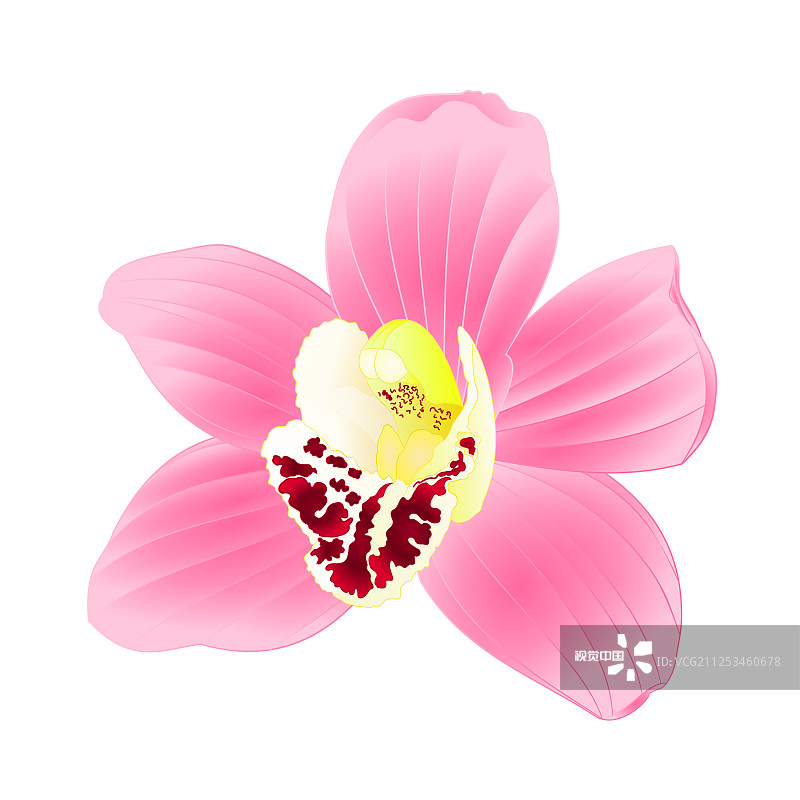 逼真的热带兰花粉色花朵图片素材