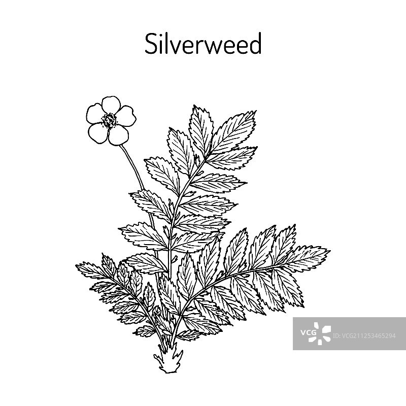 委陵菜图片素材