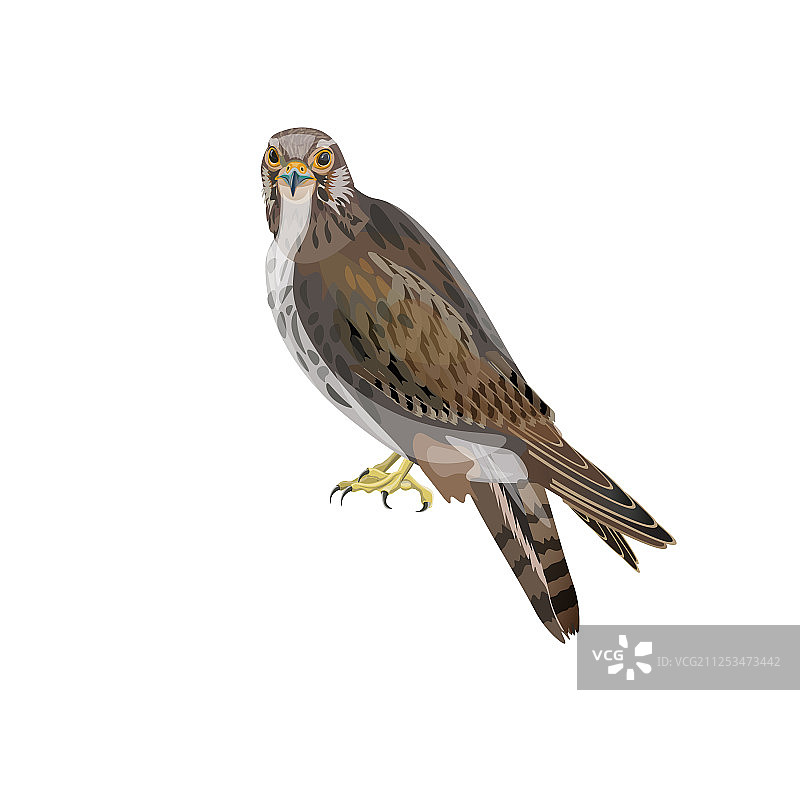 猎鹰图片素材