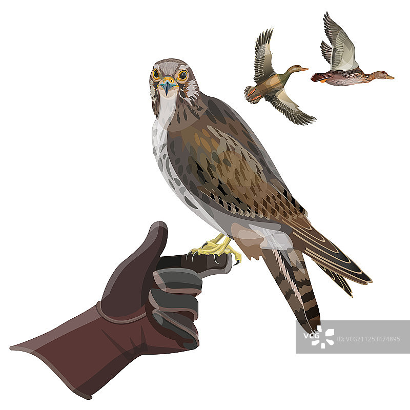 猎隼图片素材