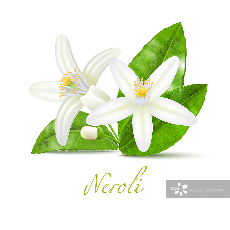 逼真风格的橙花和叶子图片素材