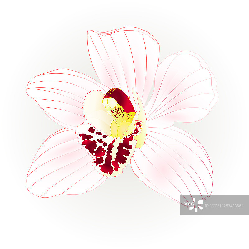 逼真的热带兰花剑兰白花图片素材