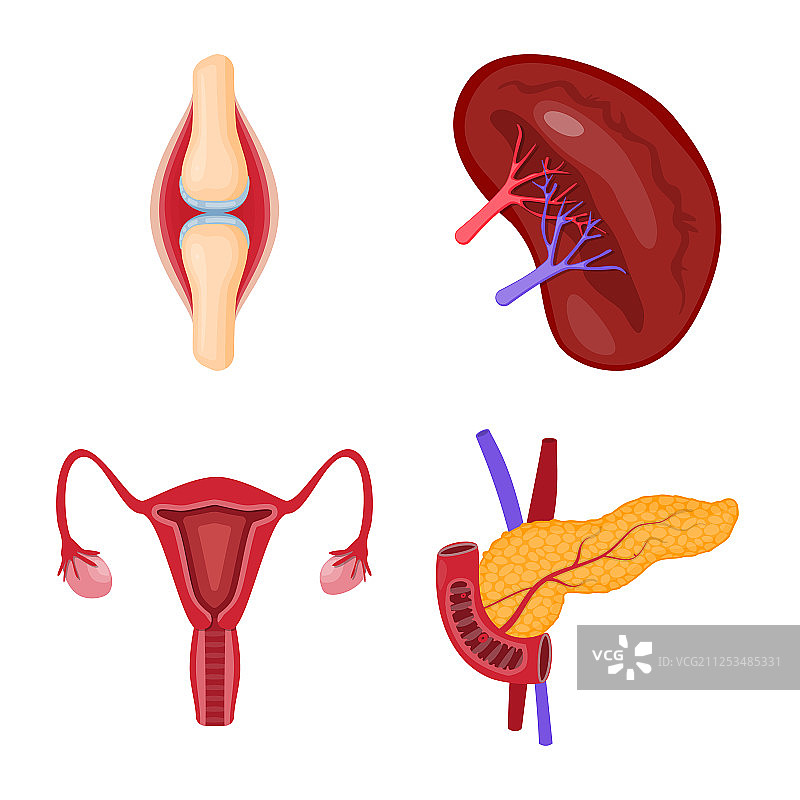 解剖和器官图标合集图片素材