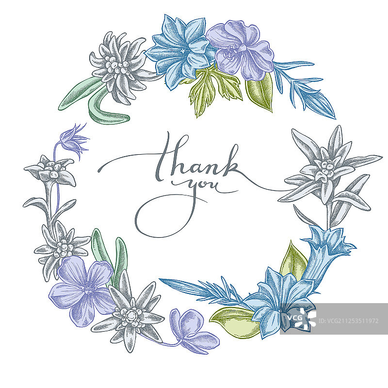 柔和的雪绒花花环图片素材