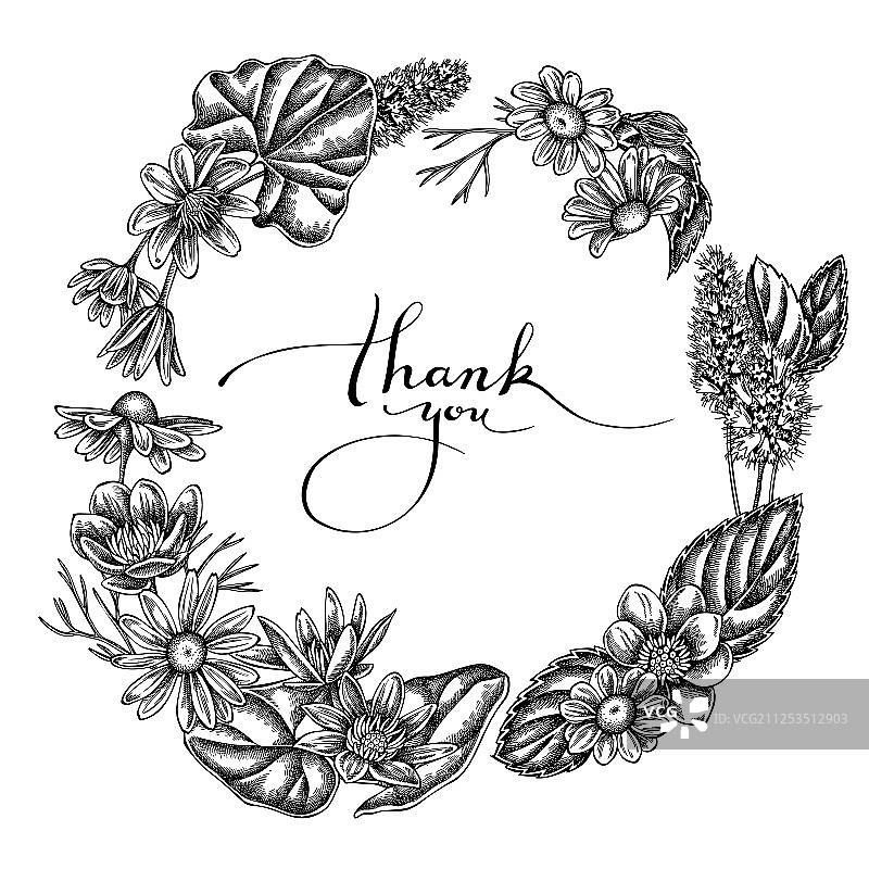 黑白花环：白屈菜图片素材