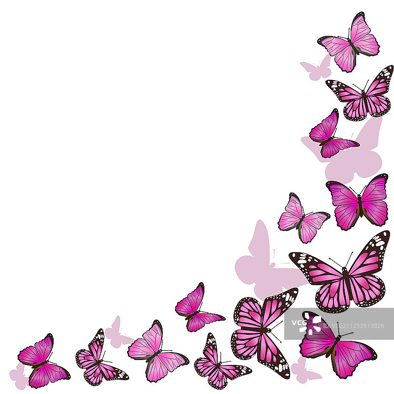 飞行中的粉色蝴蝶边框图片素材