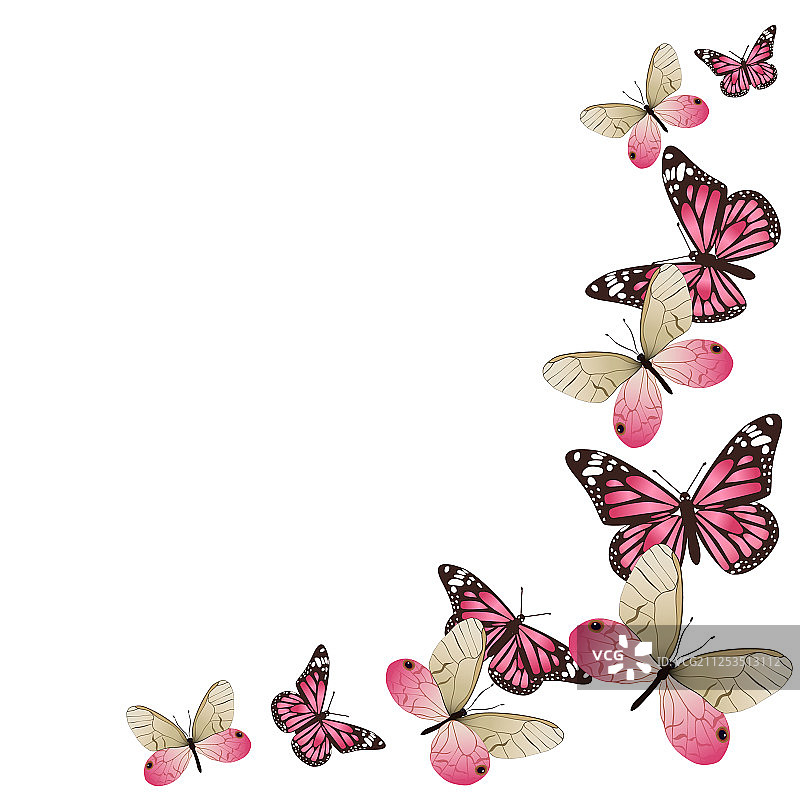 飞行中的粉色蝴蝶边框图片素材