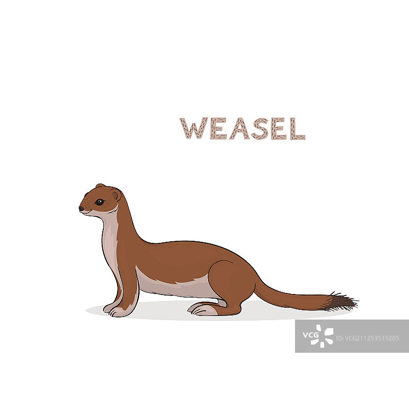 卡通可爱白鼬图片素材