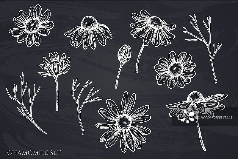 手绘粉笔甘菊合集图片素材